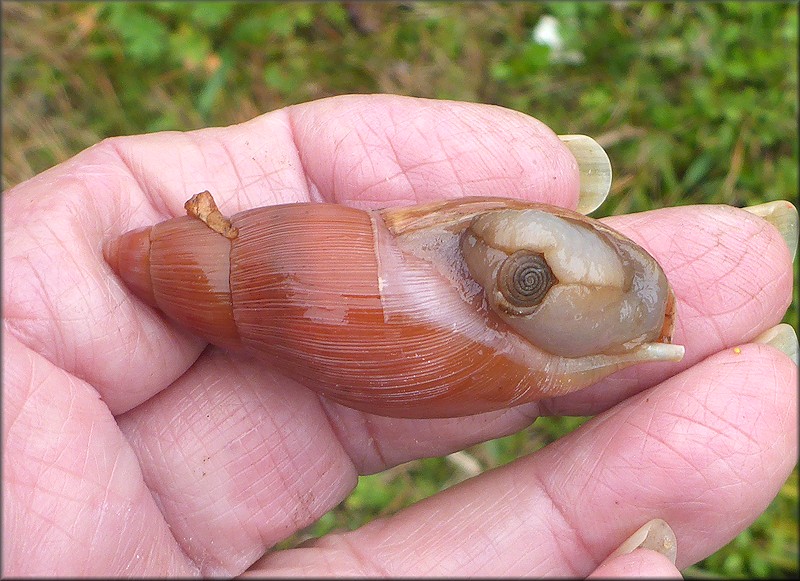 Euglandina rosea (Frussac, 1821) Rosy Wolfsnail In Situ