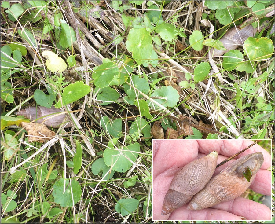 Euglandina rosea (Frussac, 1821) Rosy Wolfsnails In Situ