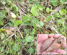 Euglandina rosea (Férussac, 1821) Rosy Wolfsnails In Situ
