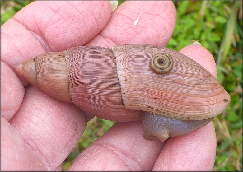 Euglandina rosea (Frussac, 1821) Rosy Wolfsnail In Situ