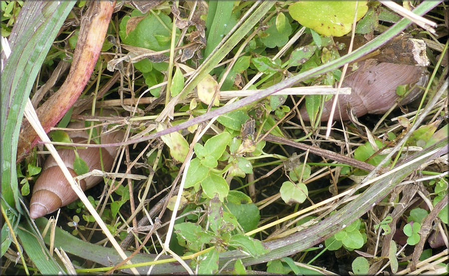Euglandina rosea (Frussac, 1821) Rosy Wolfsnail In Situ
