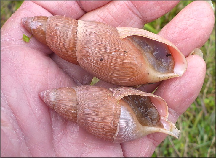 Euglandina rosea (Frussac, 1821) Rosy Wolfsnail In Situ