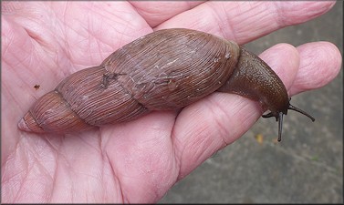Euglandina rosea (Férussac, 1821) Rosy Wolfsnail - Large Specimen