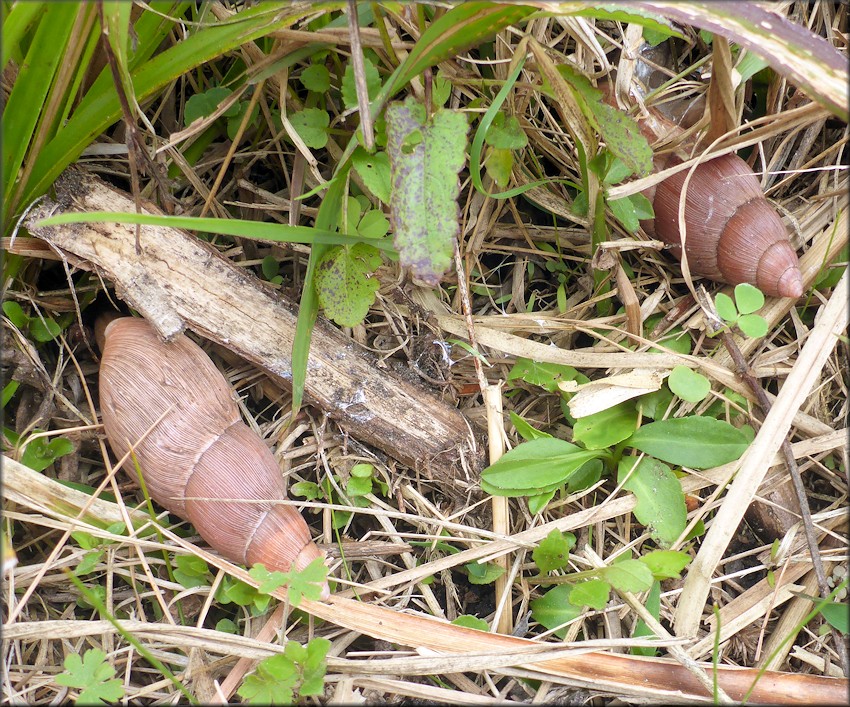 Euglandina rosea (Frussac, 1821) Rosy Wolfsnail In Situ