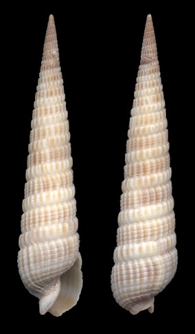 Neoterebra dislocata (Say, 1822) Eastern Auger