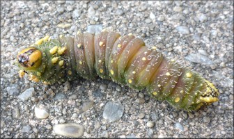 Imperial Moth [Eacles imperialis] Caterpillar