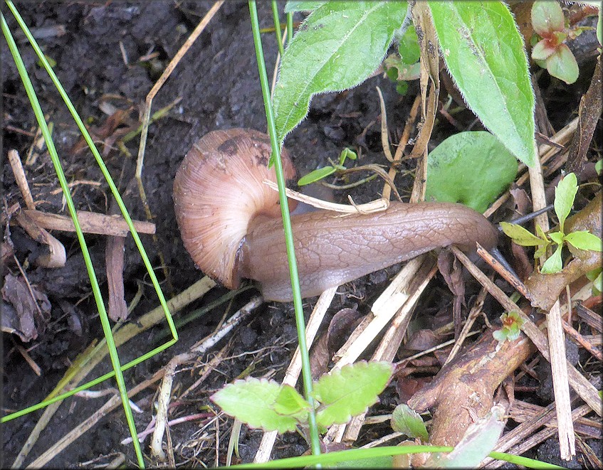 Euglandina rosea (Frussac, 1821) Rosy Wolfsnail In Situ