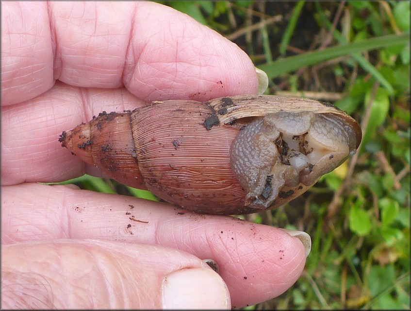 Euglandina rosea (Frussac, 1821) Rosy Wolfsnail In Situ