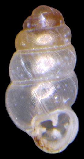 Gastrocopta pentodon (Say, 1822) Comb Snaggletooth