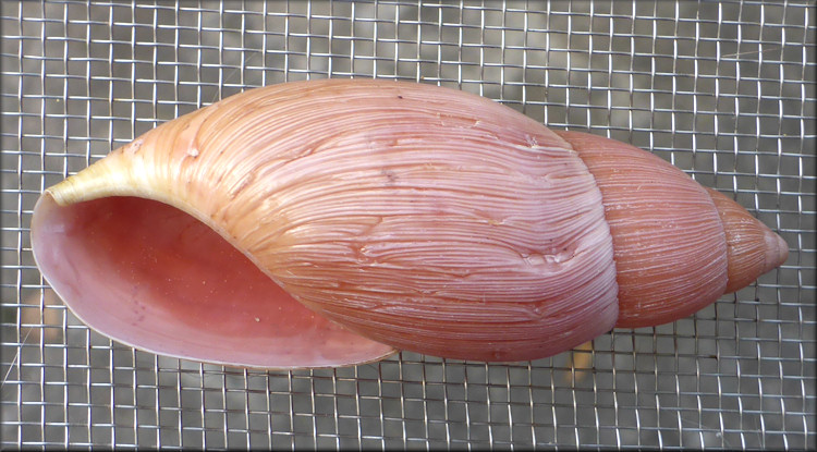 Euglandina rosea (Frussac, 1821) Rosy Wolfsnail - Large Specimen