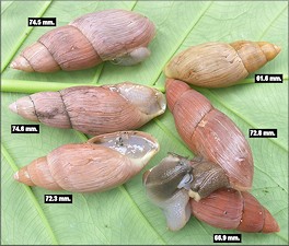 Euglandina rosea (Frussac, 1821) Rosy Wolfsnail - Large Specimens