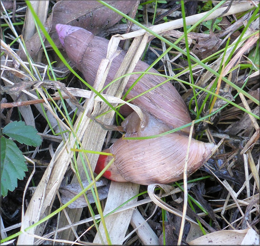 Euglandina rosea (Frussac, 1821) Rosy Wolfsnail Cannibalism