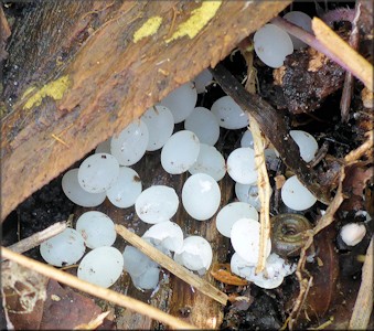 Euglandina rosea (Frussac, 1821) Eggs In Situ In The Field