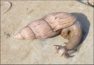 Euglandina rosea (Frussac, 1821) Rosy Wolfsnail - Large Specimen