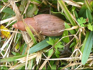 Euglandina rosea (Férussac, 1821) Rosy Wolfsnail In Situ
