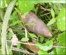Euglandina rosea (Férussac, 1821) Rosy Wolfsnail In Situ