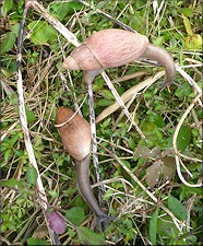 Euglandina rosea (Frussac, 1821) Rosy Wolfsnail In Situ