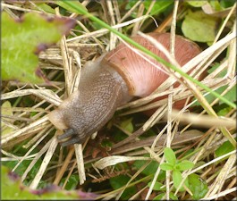 Euglandina rosea (Frussac, 1821) Rosy Wolfsnail In Situ