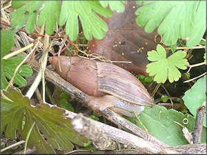 Euglandina rosea (Frussac, 1821) Rosy Wolfsnail In Situ