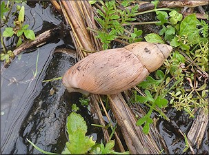 Euglandina rosea (Férussac, 1821) Rosy Wolfsnail In Situ