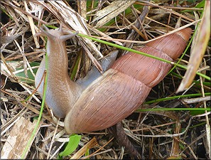 Euglandina rosea (Frussac, 1821) Rosy Wolfsnail - Large Specimen