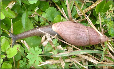 Euglandina rosea (Férussac, 1821) Rosy Wolfsnail In Situ