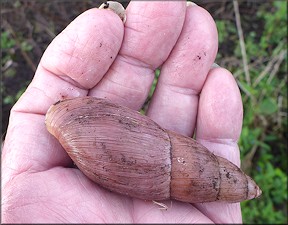 Euglandina rosea (Frussac, 1821) Rosy Wolfsnail - Very Large Specimen