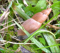 Euglandina rosea (Frussac, 1821) Rosy Wolfsnail In Situ