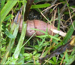 Euglandina rosea (Férussac, 1821) Rosy Wolfsnail In Situ