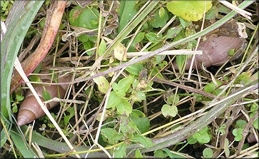 Euglandina rosea (Férussac, 1821) Rosy Wolfsnail In Situ