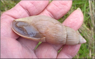 Euglandina rosea (Frussac, 1821) Rosy Wolfsnail - Large Specimen