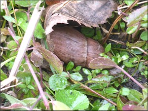 Euglandina rosea (Frussac, 1821) Rosy Wolfsnail In Situ