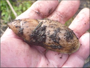 Euglandina rosea (Férussac, 1821) Rosy Wolfsnail - Large Specimen