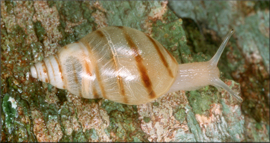 Drymaeus dominicus (Reeve, 1850) Master Treesnail