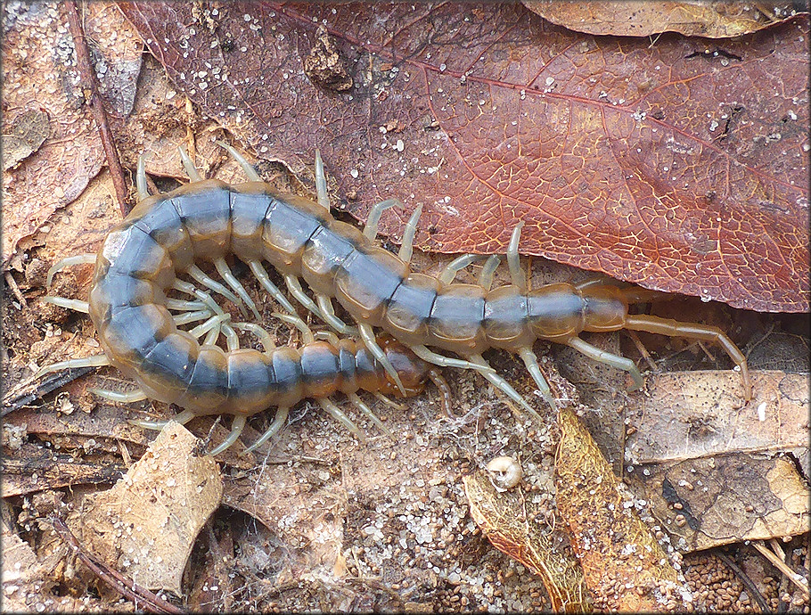 Centipede [Hemiscolopendra marginata]