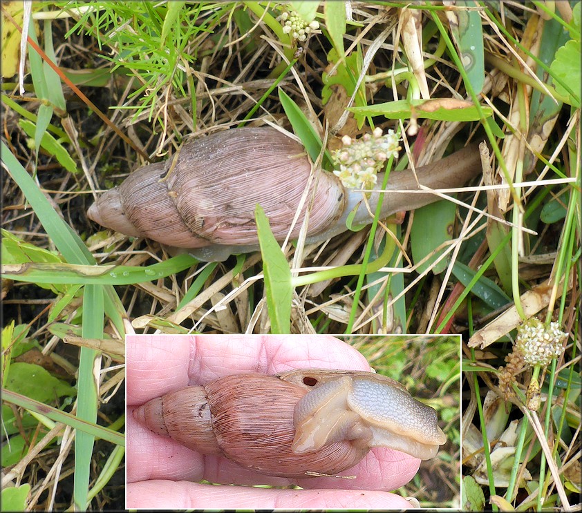 Euglandina rosea (Frussac, 1821) Rosy Wolfsnail In Situ