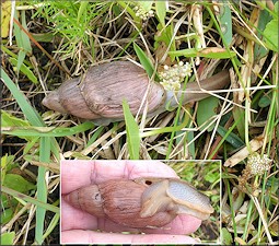 Euglandina rosea (Frussac, 1821) Rosy Wolfsnail In Situ