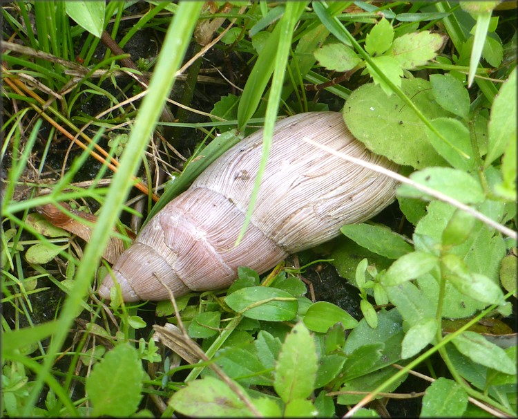 Euglandina rosea (Frussac, 1821) Rosy Wolfsnail In Situ