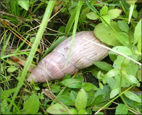 Euglandina rosea (Frussac, 1821) Rosy Wolfsnail In Situ