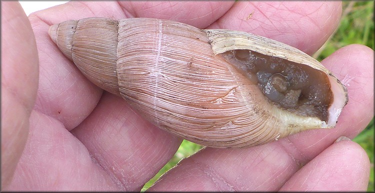 Euglandina rosea (Frussac, 1821) Rosy Wolfsnail In Situ