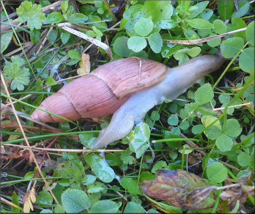 Euglandina rosea (Férussac, 1821) Rosy Wolfsnail In Situ