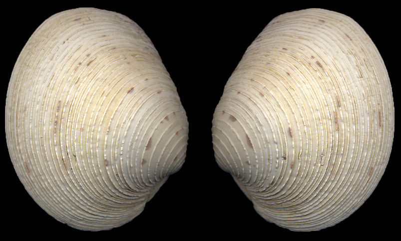 Mercenaria campechiensis (Gmelin, 1791) Southern Quahog