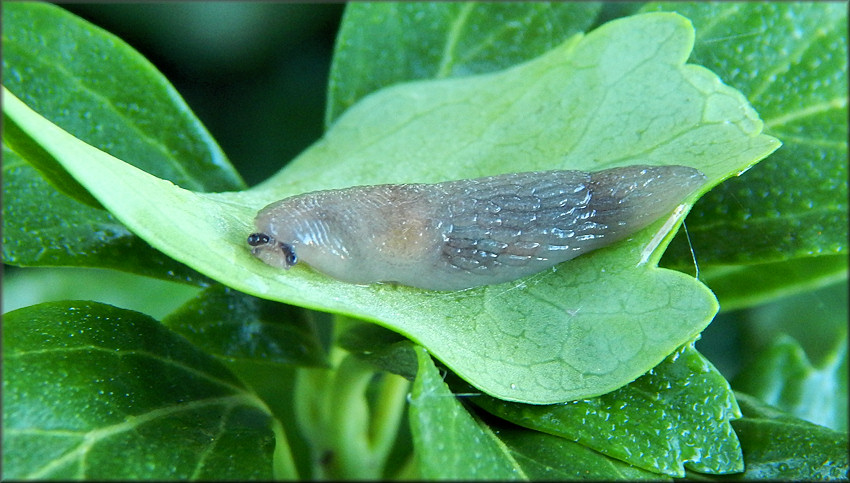 Deroceras reticulatum (Mller, 1774) Gray Fieldslug