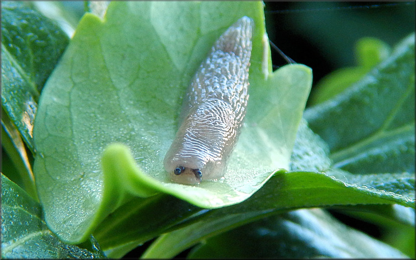 Deroceras reticulatum (Mller, 1774) Gray Fieldslug