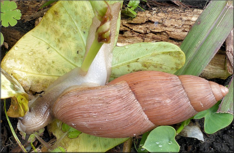 Euglandina rosea (Frussac, 1821) Feeding On Polygyra species