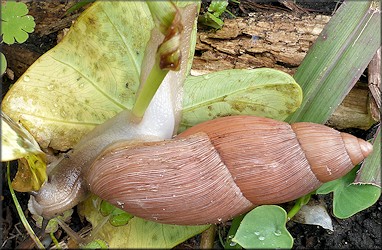 Euglandina rosea (Frussac, 1821) Feeding On Polygyra species