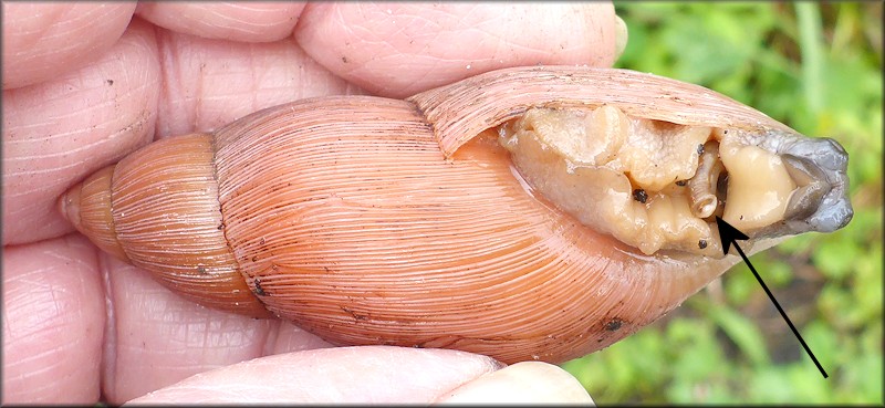 Euglandina rosea (Frussac, 1821) Feeding On Polygyra species