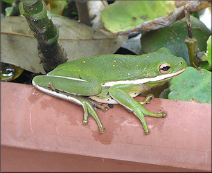 Green Treefrog [Hyla cinerea]