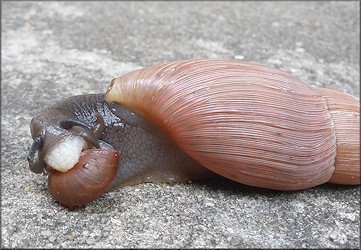 Euglandina rosea (Frussac, 1821) Feeding On Bradybaena similaris (Frussac, 1821)