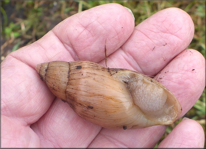 Euglandina rosea (Frussac, 1821) Rosy Wolfsnail In Situ